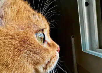 Apple เนเธเธดเธเธเธงเธเธเธนเนเนเธเน iPhone 13 Pro เนเธฅเธฐ iPhone 13 Pro Max เธชเนเธเธฃเธนเธเธ เธฒเธเธกเธฒเนเธกเธเธฃเธชเธงเธขเน เธฃเนเธงเธกเธเธดเธเธเธฃเธฃเธก Shotย onย iPhone Challenge